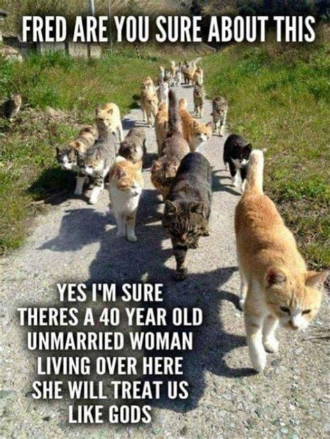 cat woman memes|crazy cat lady memes.